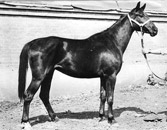 Бригантина