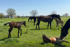 Конный завод русской верховой