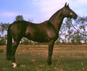 Гвиана