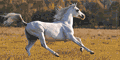 Сайт Виктории Макаровой. Фотографии лошадей.