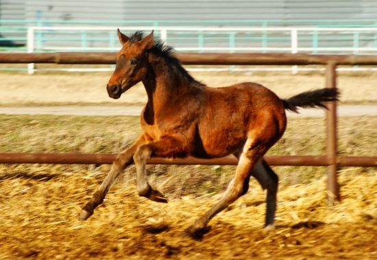 Vinson_gall_foal.jpg