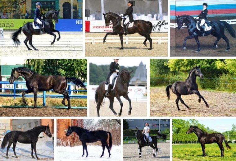 Русская верховая характеристика